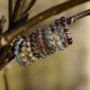 Twisted edelsteen ring