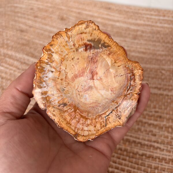 Versteend hout 1