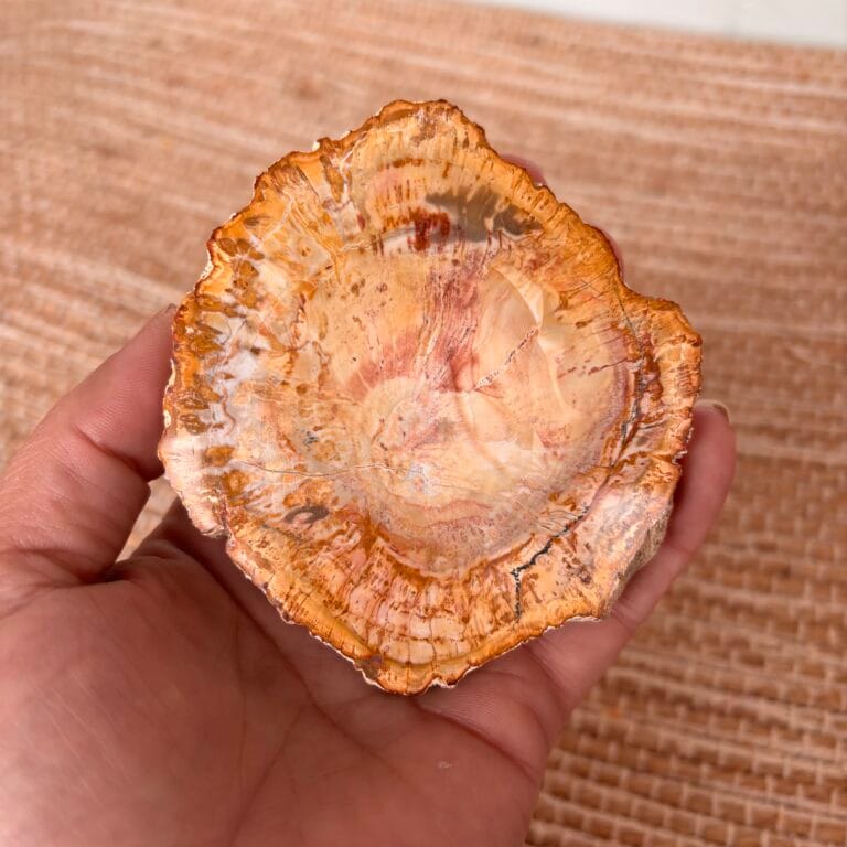 Versteend hout schijf 1