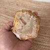 Versteend hout 1