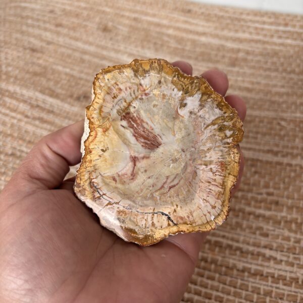 Versteend hout 1
