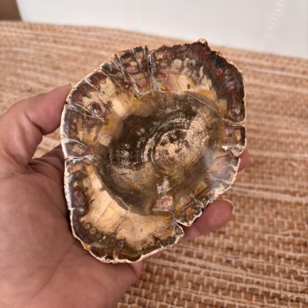 Versteend hout schijf 2