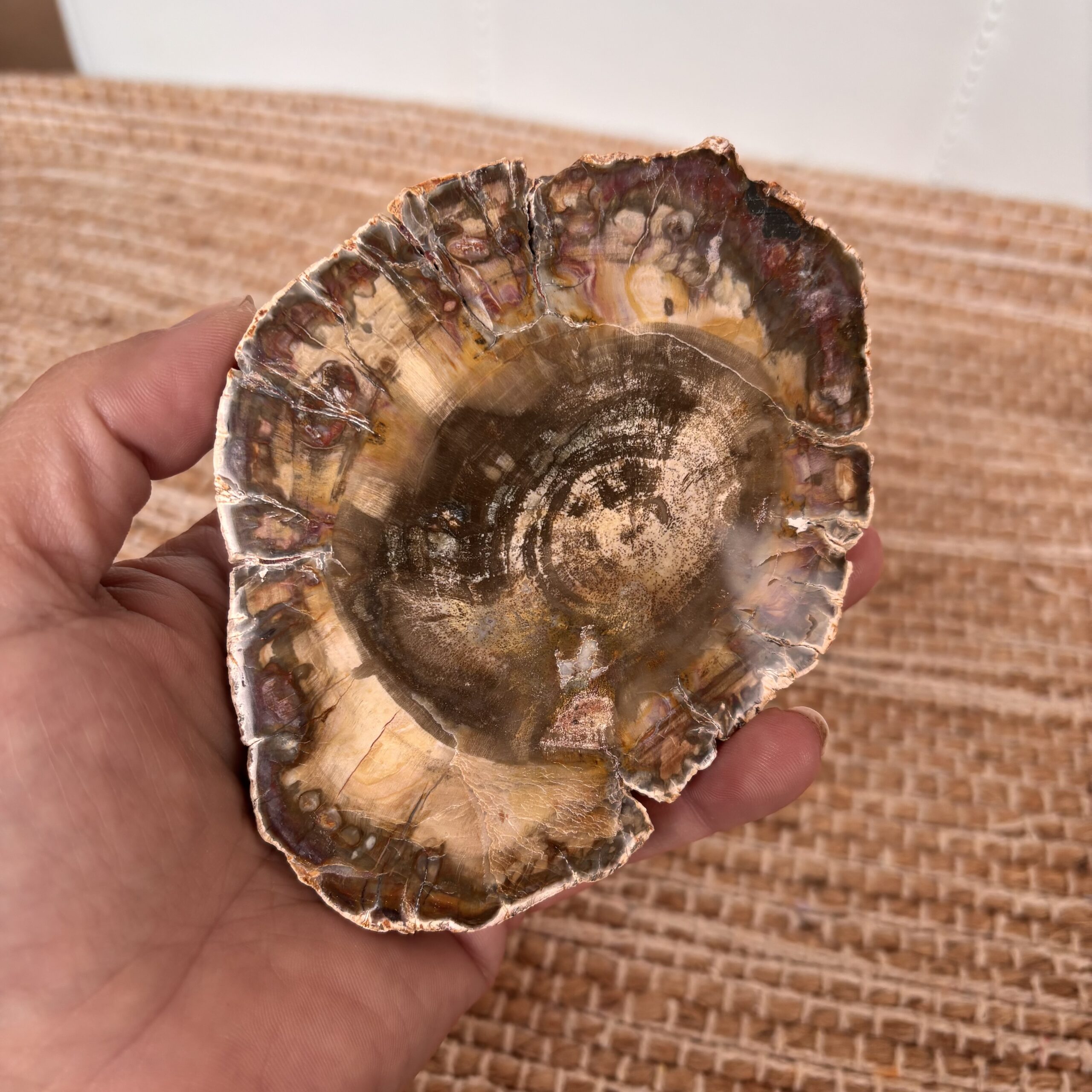 Versteend hout schijf 2