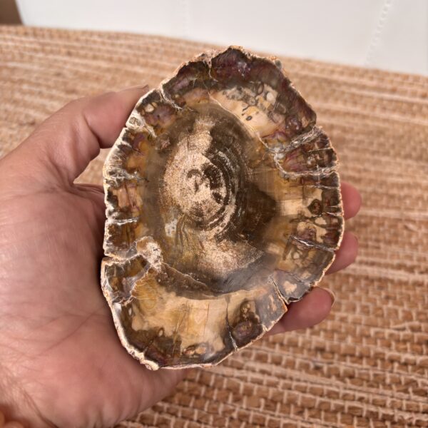Versteend hout schijf 2