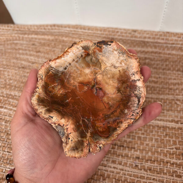 Versteend hout schijf 3
