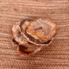 Versteend hout schijf 1 - Afbeelding 4
